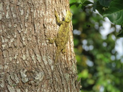 Acanthocercus ugandaensis