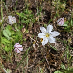 Triteleia lilacina