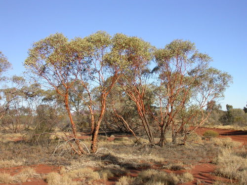 Jinjulu (Eucalyptus glomerosa)