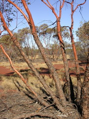 Eucalyptus glomerosa