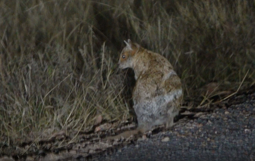 Spectacled Hare-wallaby