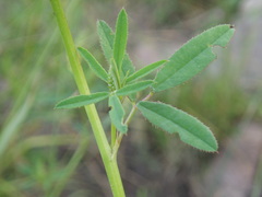Melilotus dentatus