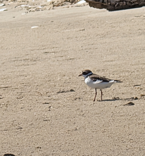 Semipalmated Plover