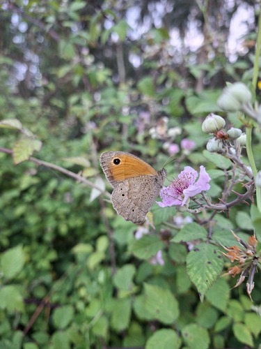 Meadow Brown