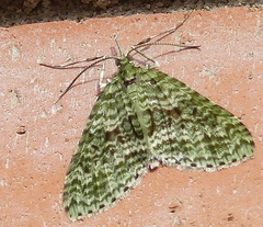 Protosteira spectabilis