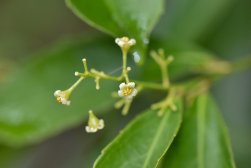 Celastrus hindsii, photograph 1