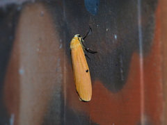 Eilema costipuncta