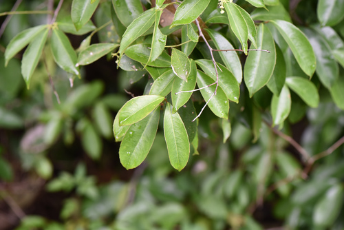 Celastrus hindsii, photograph 2