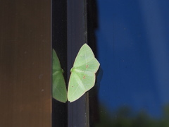 Tanaoctenia haliaria