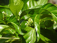 Morinda citrifolia image