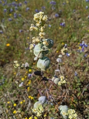 Streptanthus diversifolius