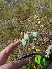 Streptanthus diversifolius