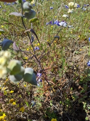 Streptanthus diversifolius