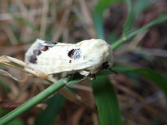 Phalera flavescens