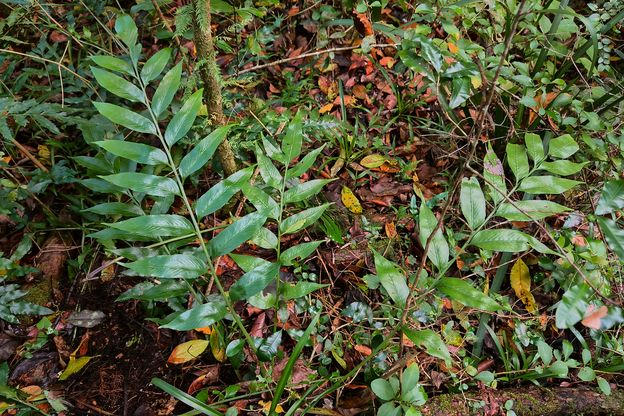 Asplenium gemmiferum