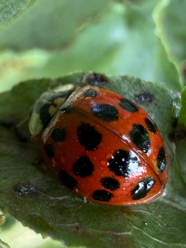 Asian Lady Beetle