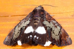 Catephia