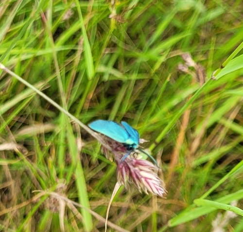 Green Forester Moth, 7784 DA Ane, Nederland, photo 7 of 10
