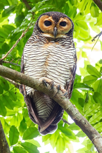 Spotted Wood-Owl
