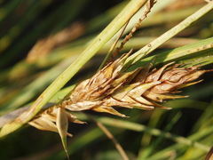 Carex secalina