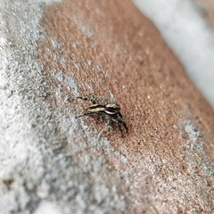 Menemerus bivittatus