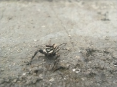 Menemerus bivittatus