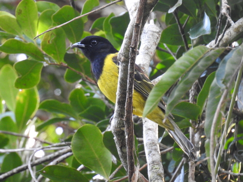 Hooded Berryeater