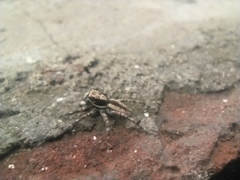 Menemerus bivittatus