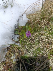 author not stated, no rights reserved Primula daonensis, photograph author not stated, no rights reserved