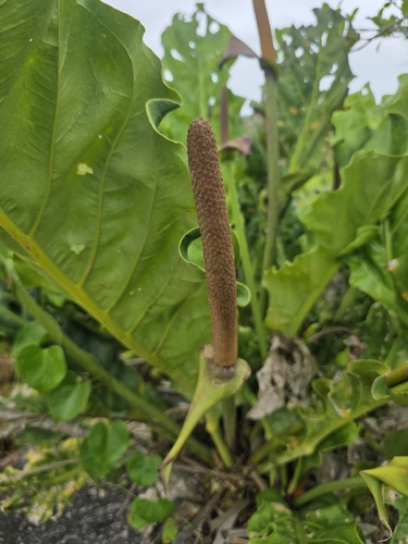 Anthurium affine, photograph 5
