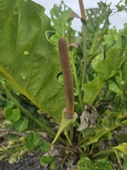 Anthurium affine, photograph (c) Marcello Mastroianni Albuquerque Araújo, some rights reserved (CC BY)