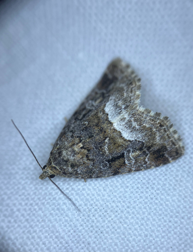 Marbled White-spot