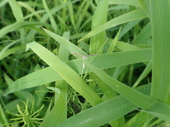 Hellinsia lienigianus