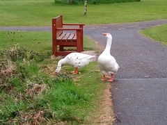 Anser anser domesticus