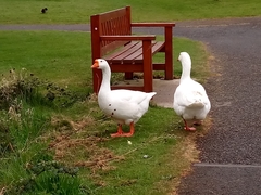 Anser anser domesticus