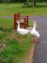 Anser anser domesticus