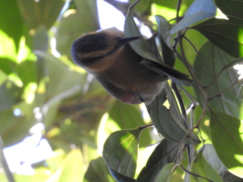 Buff-fronted Foliage-gleaner