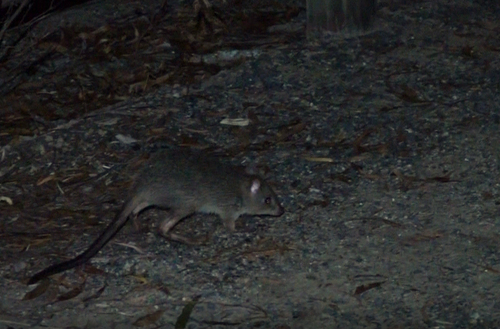 Northern Bettong