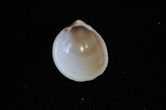 Acrosterigma kerslakae