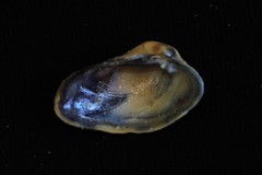 Irus crenatus