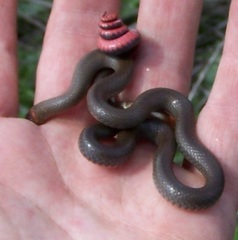 Diadophis punctatus modestus