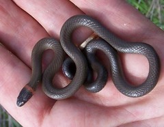 Diadophis punctatus modestus