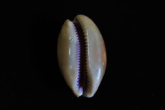 Lyncina leviathan titan