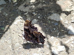 Kaniska canace nojaponicum