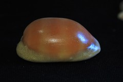 Lyncina leviathan titan