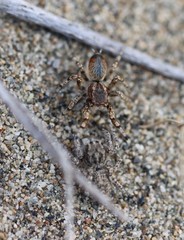 Habronattus amicus