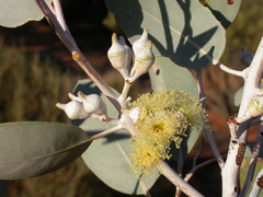 Eucalyptus vokesensis