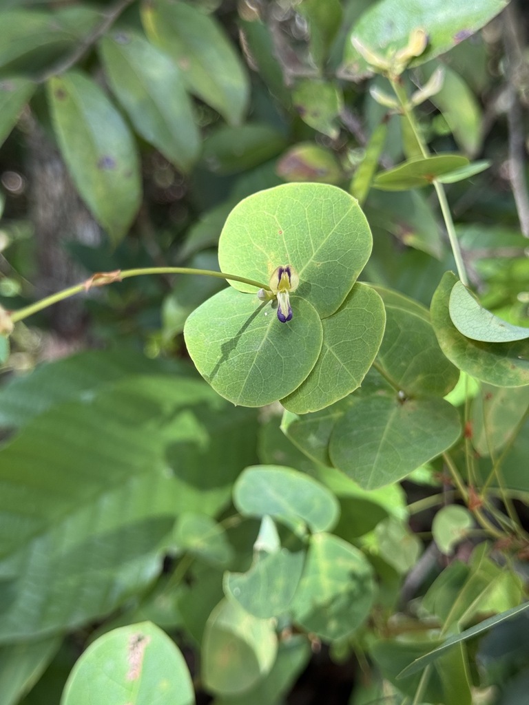 Shuteria involucrata (Shuteria involucrata)