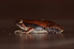 Microhyla mihintalei