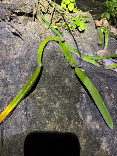 Selenicereus triangularis, photograph 4
